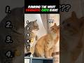 Ranking THE MOST DRAMATIC Cats Ever!! 😹😂  #funny #cats #catvideos #catshorts  #viral #dramatic