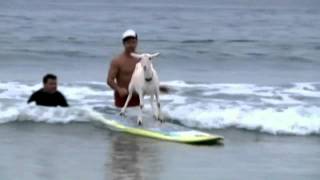 SURFING GOAT: 'Goatee' takes to the waves