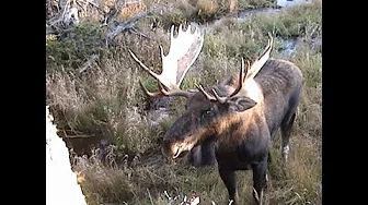 Rob and Danny Moose Hunting.
