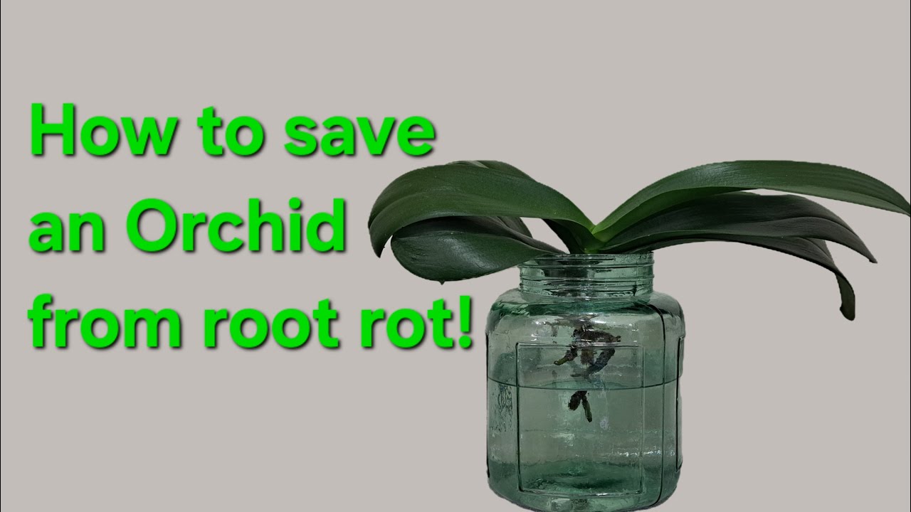 How to Rescue an Orchid with Root Rot | Orchid Survival Tips 