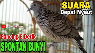 PERKUTUT LOKAL GACOR SUARA MUDAH NYAUT ASLI BIKIN GACOR