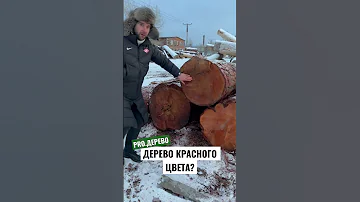 Как отличить лиственницу?