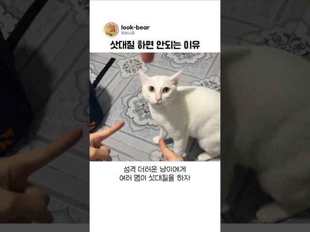 냥이에게 삿대질을 하면 생기는 일