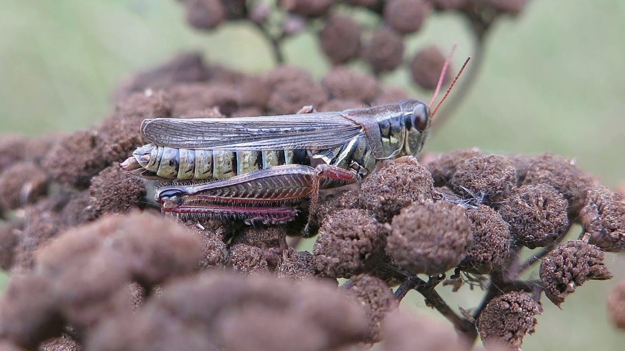 Melanoplus femurrubrum (one-legged)