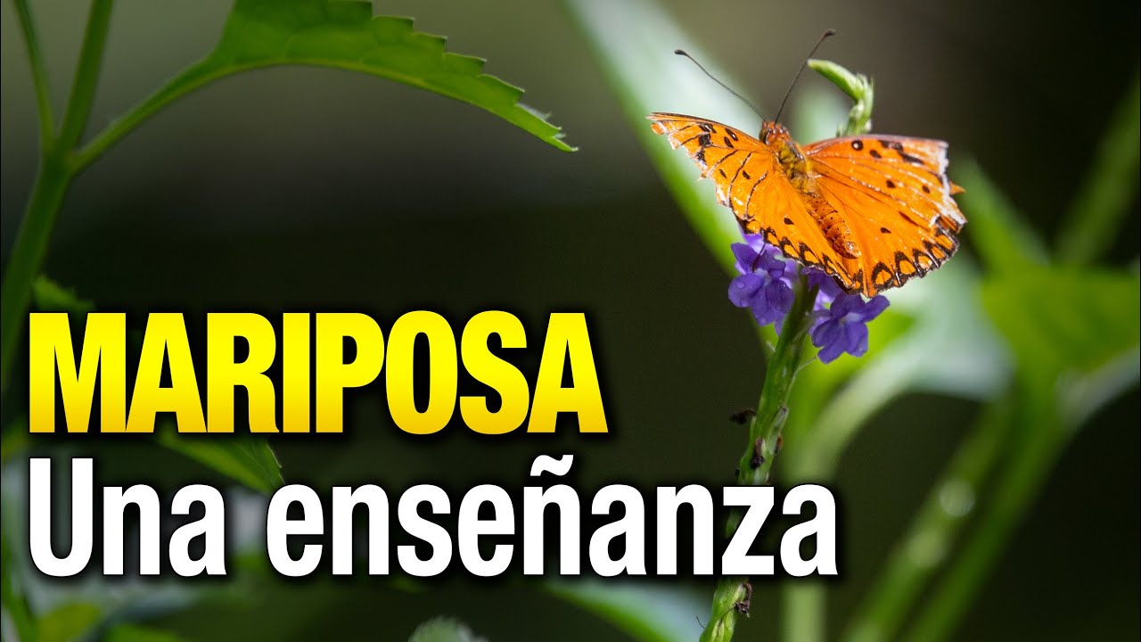 La enseñanza de una Mariposa. Dios existe, aunque no quieran. YouTube