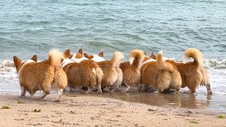 Tail commando aiming for the wave / Corgis confronting the wave / How corgis react to a wave /