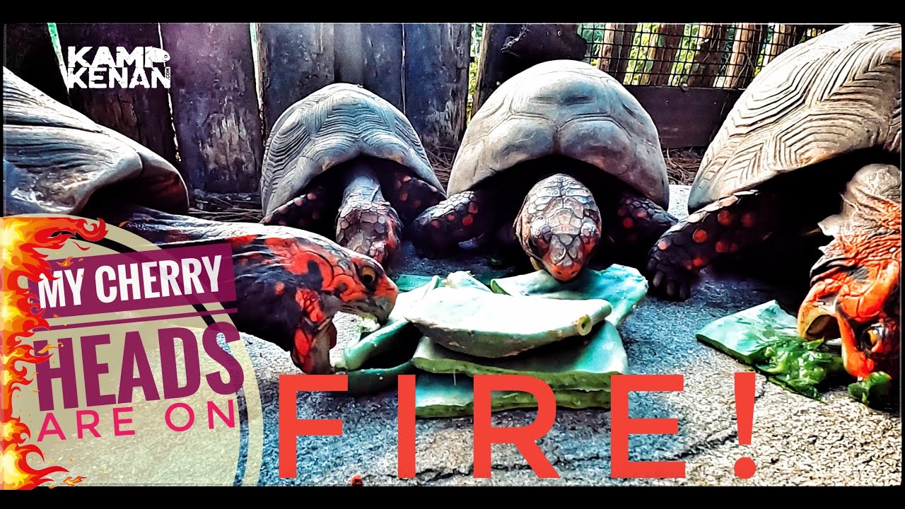 CHERRY HEAD & Redfoot Season is HERE!