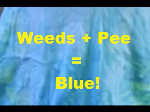 Using Dyer's Woad to Dye a Shirt