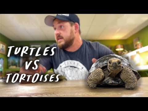 Video: Zijn schildpadden of schildpadden op de eerste plaats gekomen?