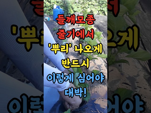들깨 모종 줄기에서 뿌리 나오게 반드시 이렇게 심어야 폭풍 성장 해요