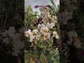 Mùa hoa tường vi theo lời mẹ kể tại quê hương Trảng Bàng Tây Ninh