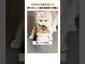 やらかす子猫のせいで言いたいこと多めの新米ママ猫w #youtubeshorts #おすすめ #shorts