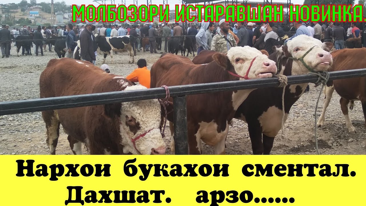 Сомон тч истаравшан авто