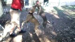 Saphira & Boss On The Spring Pole