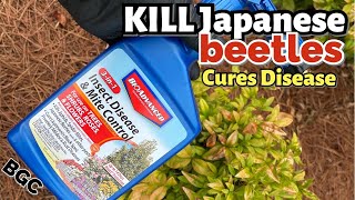 How to Use BioAdvance 3 in 1 Insect Dease mite control // Treat landscape for Insects and Disease