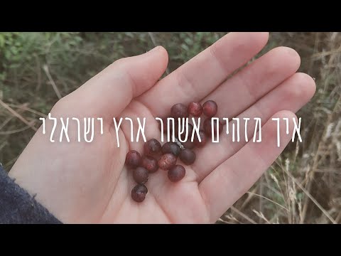 וִידֵאוֹ: איך מזהים ענבר