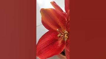 Ly lùn| Tiny Rocket Asiatic lily