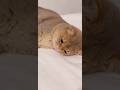 Top 5 Laziest Cats|which cat is the true lazy king? 🔥😸 #funny #cat #shorts