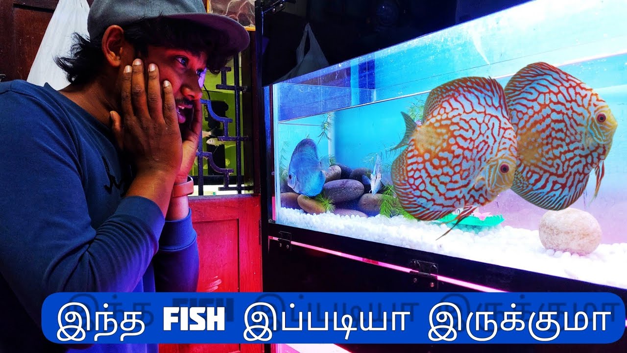 நம்ம MADURAI S.S.COLONY K.B.AQUARIUM SHOP VISIT ‼️ | SafiQ's Thought 