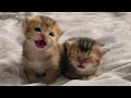 Cutest Kittens Ever Caught on Camera 📸🐾