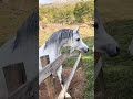 ماشااللە تبارك الرحمن حصان دم حار نااااار الحصان  الخيل الحصان العربي