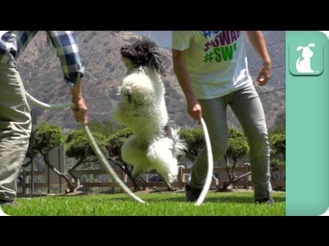 Video: Pet Scoop: Olate Dogs uzvar 