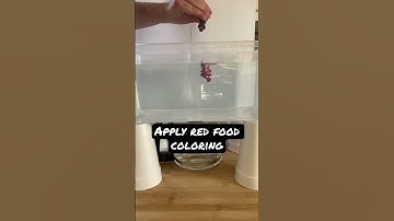 Make A Thunderstorm At Home! #science #experiment #diy #athome #weather #education #thunderstorm