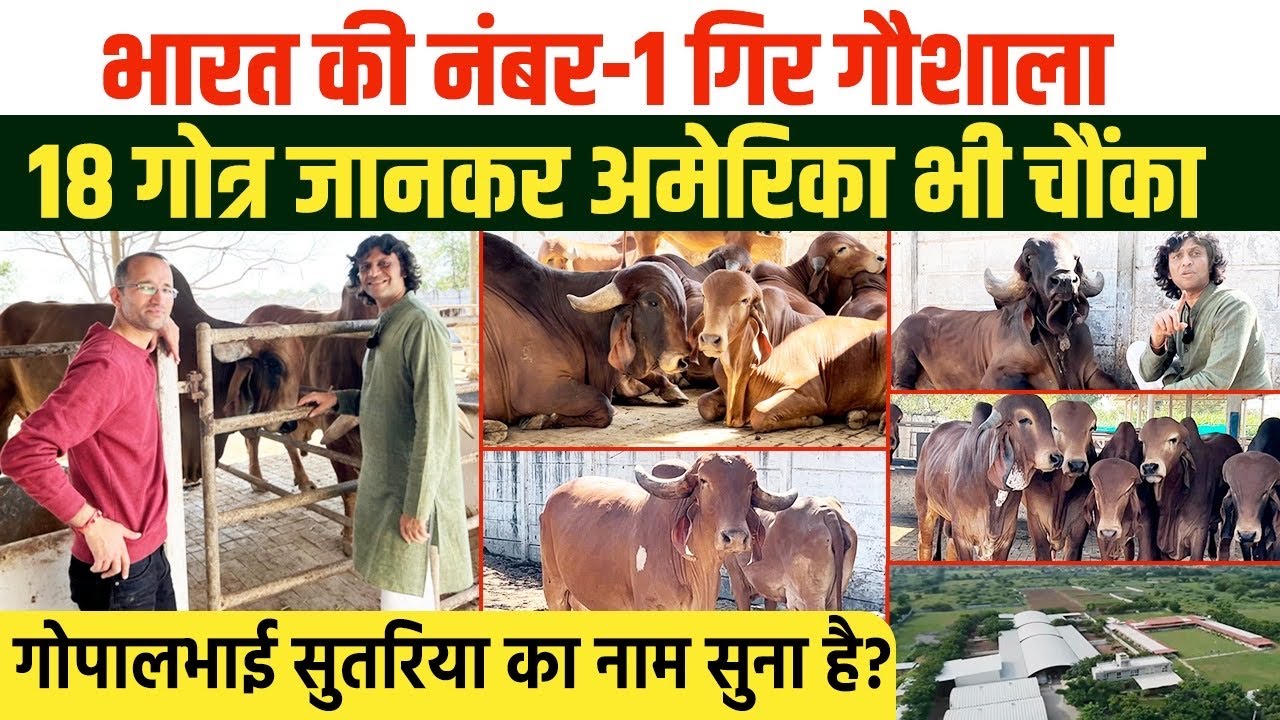 Gopal Sutariya की World Class बंसी गिर गौशाला। 25 लीटर दूध देने वाली गाय का फॉर्मूला। No 1 Breeder👍