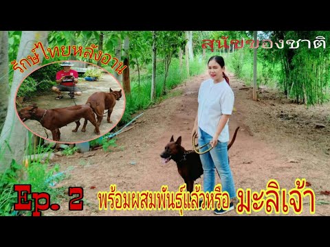 รักษ์สุนัขไทยหลังอาน   ep.2 สุนัขพร้อมผสมพันธุ์สุนัขของชาติ