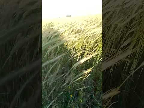 منظر رائع للقمح في مدينة حدسوالم