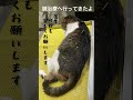 鍼治療を受ける猫 #ねこのいる生活 #四肢麻痺 #リハビリ #鍼治療 #shorts