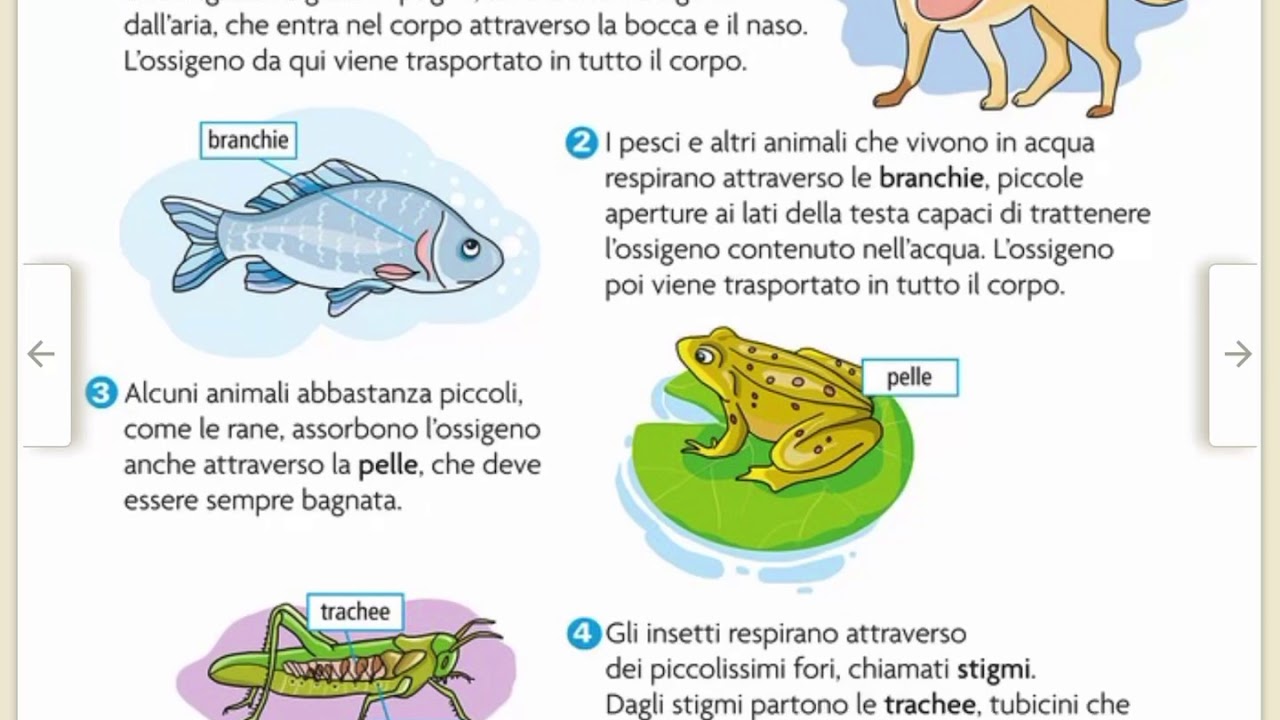 La Respirazione Degli Animali Parte 1 Youtube