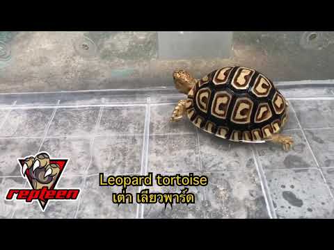 เต่าเลียวพาร์ด leopard tortoise