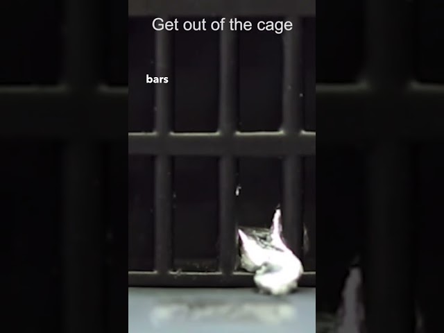Liquid Metal Robot Escapes From a Cage Like Terminator