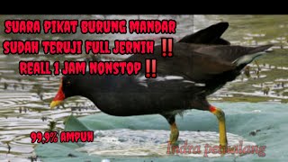 Suara pikat burung mandar sawah, full jernih 1 jam nonstop‼️