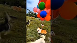 Little dog flying like a fairy 🥰❤️ #shorts