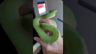 Celebrity Decimus the green tree #python . #cute #pets #shorts #animals #snake #trending #viral #popular Profile