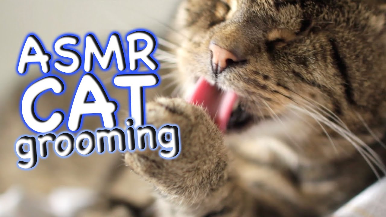 ASMR Cat - Grooming #35