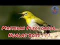 Masteran Pleci Gacor Ngalas Alami Mantap Buat Pancingan Atau Masteran Boss Mp3 - Mp4 Download