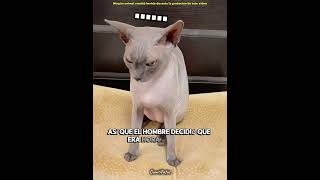 ¿Habías visto al gato más sucio del mundo 🙀🖤 #shorts #pets #cute