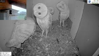 Owl Dancing Barn Owl Bobby Head Cute Barn Owl Nestlings Having Some Fun In The Morning.