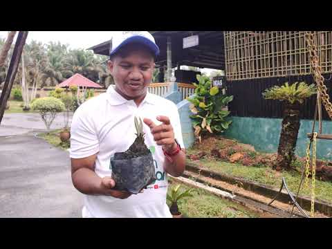 Video: Di manakah pokok palma boleh hidup?