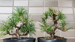 五葉松】姿出しと針金掛け ボサボサ頭の素材をスッキリ！ ついでに