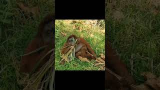 Mother Orangutan Eats & Shares.