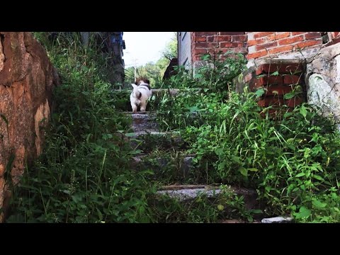 Stray puppy leads rescuers to his buddy