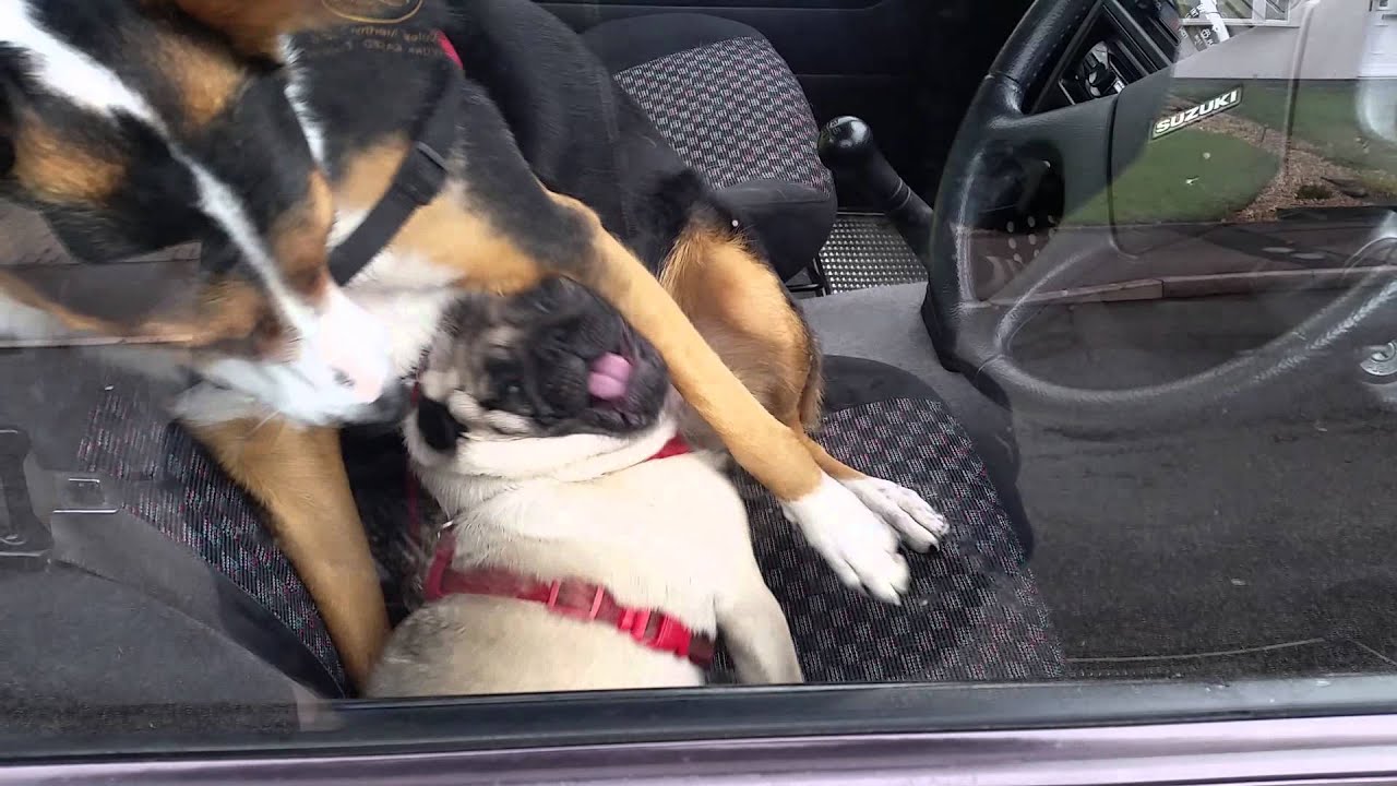 Millie our Welsh Collie and Dexter the Pug.