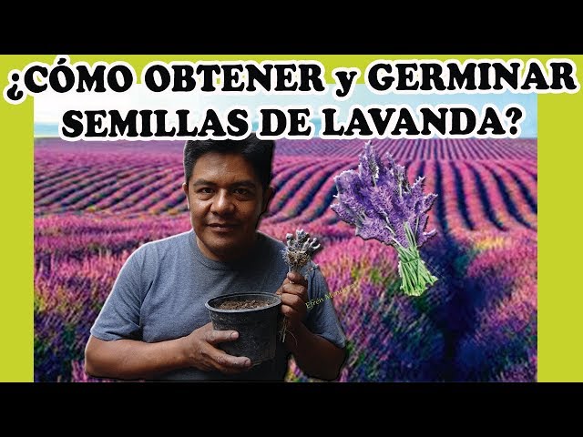 Cómo obtener y germinar semillas de lavanda sencillo y rápido 