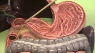 Anatomy and Physiology: Take a Tour of the Digestive System