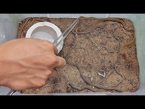 الثعابين الصغيرة بعد تغيير الثوب وأول وجبة لها فى الحياة مع احمد الدكرونى