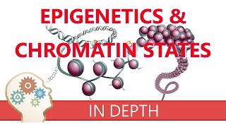 EPIGENETICS & CHROMATIN STATES  An introduction to histone modifications & gene transcription roles